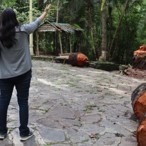 Doce árboles del Parque Gustavo Knoop que generaban riesgo para los visitantes fueron intervenidos
