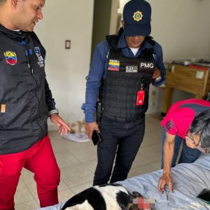 Descartan maltrato a perrita comunitaria de Alto Verde 