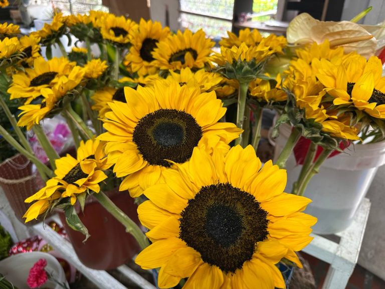Guaicaipuro celebra con una feria el Día de las Flores Amarillas