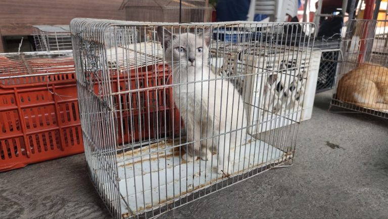 Impulsan el control de población felina en la comunidad El Nacional