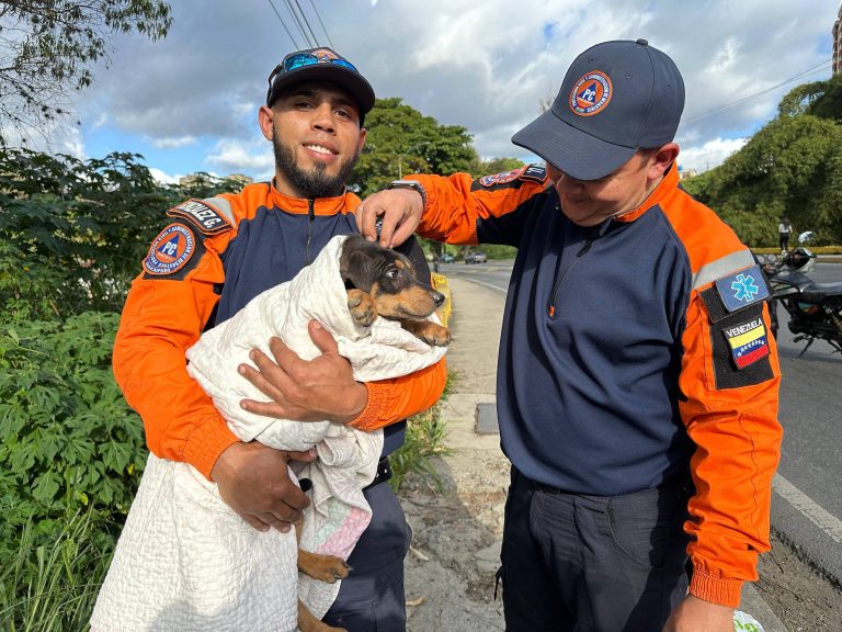 Salvan a cachorro en situación de riesgo en el río San Pedro