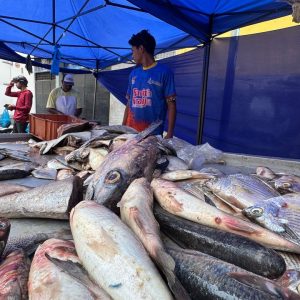 Precios asequibles predominan en la Feria Pesquera Corpoguaica