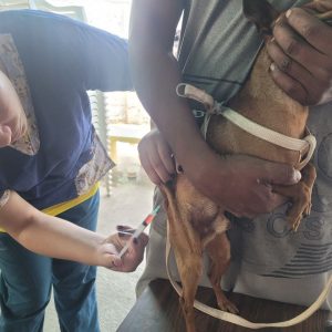 Establecerán punto permanente de atención veterinaria gratuita en Los Nuevos Teques