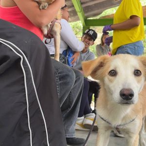 Brindan atención integral y directa a más de 2.600 mascotas 