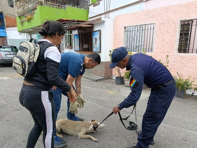 Poliguaicaipuro suma más de 100 actuaciones contra el Maltrato Animal
