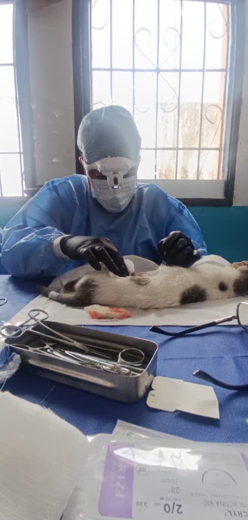 Esterilizan a 130 felinos e impulsan jornadas de vacunación antirrábica en los Altos Mirandinos
