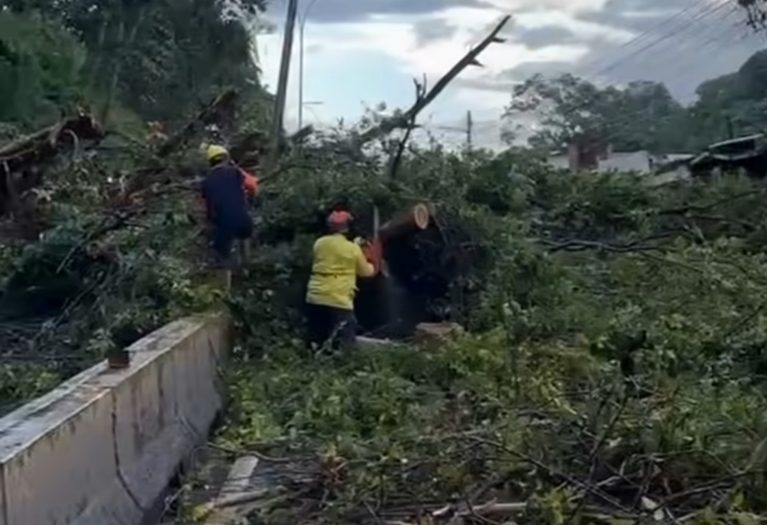 Alcaldía de Guaicaipuro atiende afectaciones viales tras caída de árbol en la Panamericana